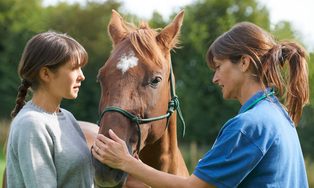 Ground-Based Equine 101